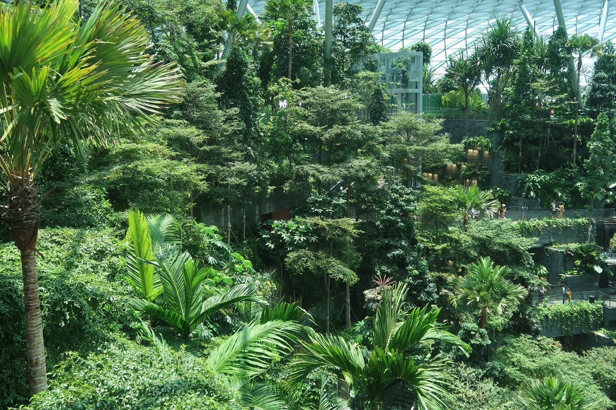 Jewel Changi Singapore Airport panoramic forest